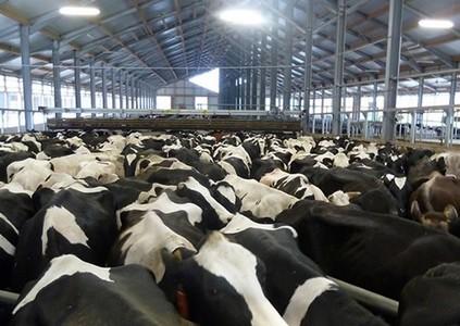 Elevage vaches