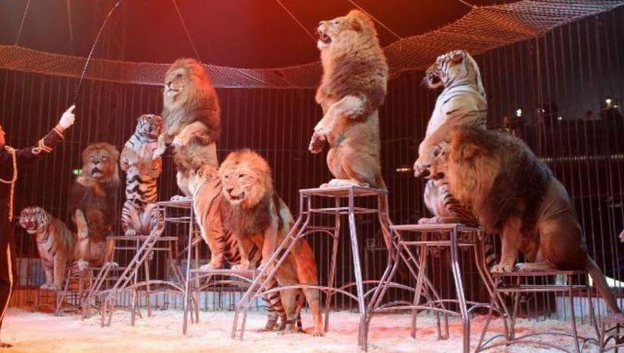 Spectacle lions